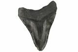 Bargain, Fossil Megalodon Tooth - South Carolina #186656-2
